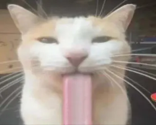 😛 25cbaab7 gato, língua, animal, animal de estimação, mamífero, fofo telegram sticker