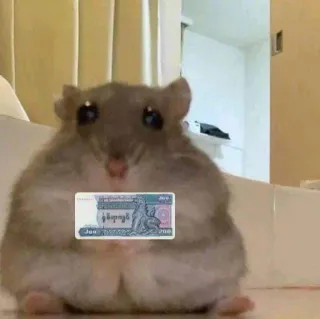 😀 2d607bfb hamster, dinheiro, fofo, animal, animal de estimação telegram sticker