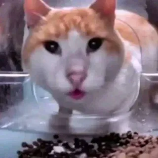 😐 48540582 gato, animal, animal de estimação, comida telegram sticker