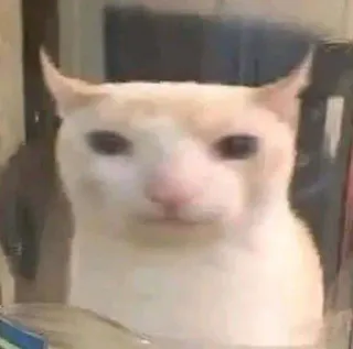 😐 4f2552eb gato, triste, animal, meme telegram sticker