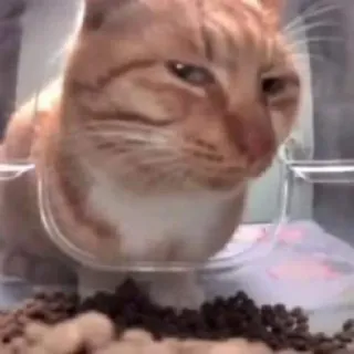 😒 5957e428 gato, animal, animal de estimação, laranja, comida telegram sticker