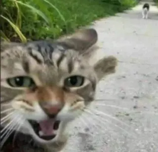 😺 5eece62e gato, animais, natureza, animal de estimação, estrada, gatinho telegram sticker