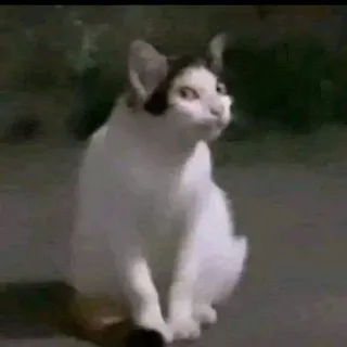 🙄 6255dc9d gato, animal, gato branco, sentado telegram sticker
