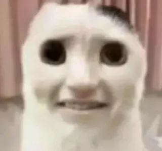 🙂 80ed0577 gato, meme, engraçado, animal, triste telegram sticker