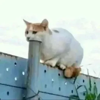🗿 83568c4f gato, cerca, cano, animal, ao ar livre, branco, laranja telegram sticker