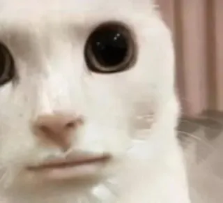 😐 8729544e gato, engraçado, meme, animal, chocado telegram sticker