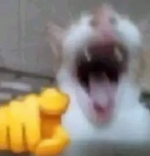 😂 a1f7d64f hamster, animal, meme, engraçado, gritando, apontando telegram sticker