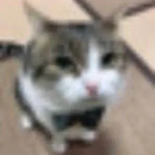 😅 be1e09c5 gato, gatinho, gravata borboleta, animal, animal de estimação telegram sticker