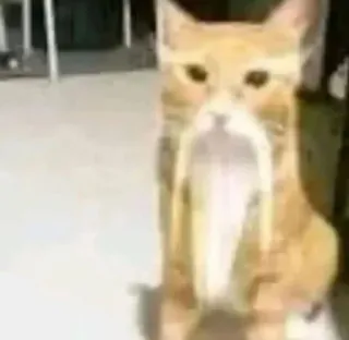 🇨🇳 f0c9945e gato, barba, engraçado, animal, animal de estimação telegram sticker