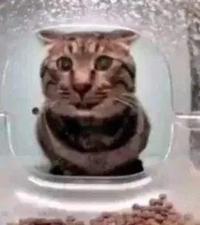 😿 f19e2555 gato, animal de estimação, recipiente, animal, engraçado telegram sticker