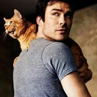 😻 422f3815 мужчина, кот, портрет, питомец, плечо telegram sticker