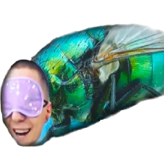 😃 4c21feb0 mouche, insecte, masque, tête, drôle, bizarre, mème telegram sticker