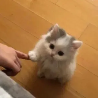 🥰 0f186a1a 猫, 小猫, 可爱, 宠物, 动物, 毛茸茸 whatsapp sticker