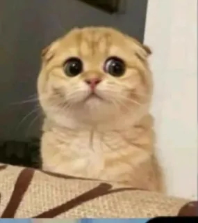 🤔 1bd08087 猫, 可爱, 动物, 宠物, 小猫, 苏格兰折耳猫, 大眼睛 whatsapp sticker