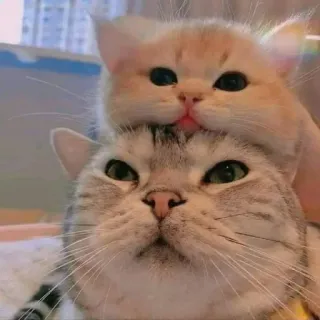 🤔 3d4b7e51 猫, 小猫, 可爱, 动物, 宠物, 家猫 whatsapp sticker