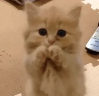 🌿 433e228f 猫, 可爱, 萌, 小猫, 动物, 宠物 whatsapp sticker