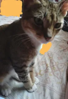 🤔 4eabdb8c 猫, 宠物, 动物, 家猫, 虎斑猫, 哺乳动物 whatsapp sticker