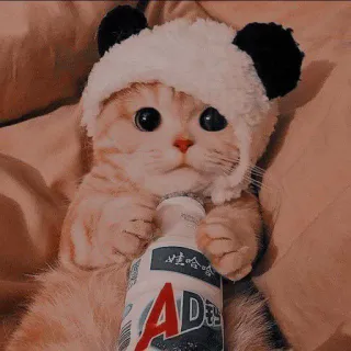 🤔 50db021a AD钙 猫, 小猫, 动物, 熊猫帽子, 可爱, 饮料 whatsapp sticker