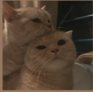 🤔 566a5246 猫, 猫咪, 动物, 宠物, 可爱, 小猫, 家畜 whatsapp sticker