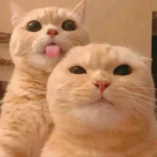 🤔 61e570f4 猫, 动物, 宠物, 可爱, 舌头, 搞笑 whatsapp sticker