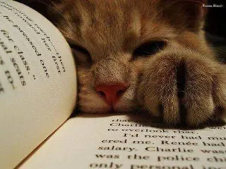 🤔 6975f183 chen
jal seats
for class
epressed one
Charl
to overlook that.
I'd never had
ered me. Renée had
salary. Charlie wass
the police chi
only 猫, 书, 阅读, 小猫, 可爱, 动物 whatsapp sticker