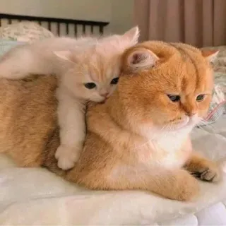 🤔 79c2d18a 猫, 小猫, 可爱, 动物, 宠物, 家畜 whatsapp sticker