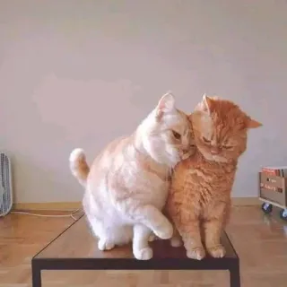 🤔 8c1526c7 猫, 猫, 小猫, 小猫, 宠物, 宠物, 动物, 可爱 whatsapp sticker