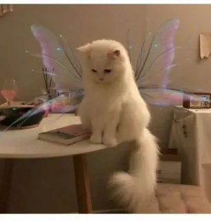 🤔 9982ffe9 猫, 仙女, 翅膀, 可爱, 动物, 宠物 whatsapp sticker