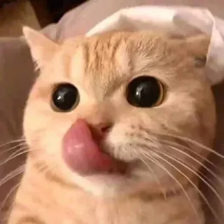 😋 b2468252 猫, 舔, 可爱, 迷人, 宠物, 动物, 橘色虎斑猫, 家猫 whatsapp sticker