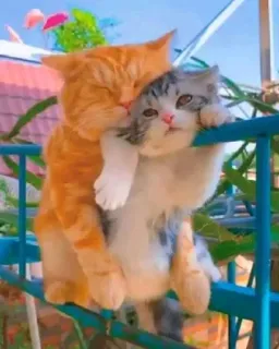 🤔 c6f54ec2 猫, 小猫, 动物, 可爱, 宠物, 友谊, 感情, 家畜 whatsapp sticker