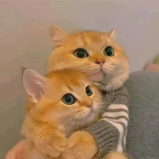 🤔 dae85a17 猫, 猫, 小猫, 小猫, 宠物, 可爱, 动物, 橙色, 家养 whatsapp sticker