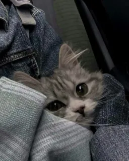 🤔 eb66591d 猫, 小猫, 灰色, 可爱, 动物, 宠物, 毛茸茸 whatsapp sticker