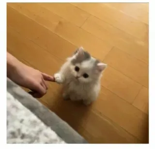 ❤️ ef33d60f 猫, 小猫, 可爱, 宠物, 动物 whatsapp sticker