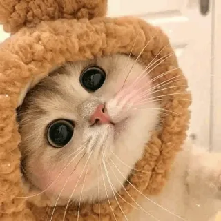 🌿 f0777e4a 猫, 可爱, 动物, 小猫, 帽子, 宠物 whatsapp sticker