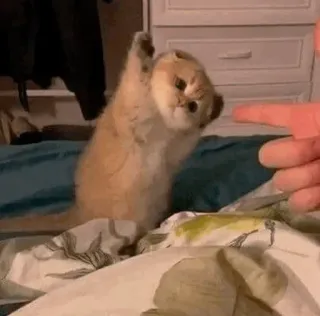 🌿 f8c48387 猫, 小猫, 动物, 宠物, 可爱, 玩耍 whatsapp sticker