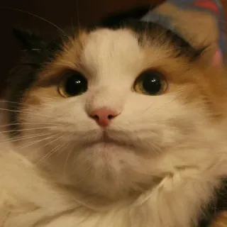 😐 1119f96f แมว, สัตว์, แมวบ้าน, สัตว์เลี้ยง, สัตว์เลี้ยงลูกด้วยนม, ปุย whatsapp sticker