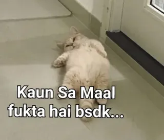 😒 11e0dbc6 Kaun Sa Maal
fukta hai bsdk... แมว, ขำขัน, มีม whatsapp sticker