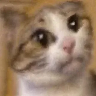 🥺 286b8527 แมว, ลูกแมว, สัตว์, สัตว์เลี้ยง, น่ารัก, เศร้า whatsapp sticker