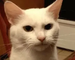 😡 32849418 แมว, สัตว์, แมวขาว, สัตว์เลี้ยง, สัตว์บ้าน whatsapp sticker