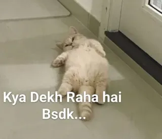 😒 34b674ce Kya Dekh Raha hai Bsdk... แมว, ตลก, มีม, หยาบคาย, สัตว์ whatsapp sticker