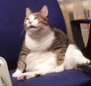 🤔 3d3547f5 แมว, สัตว์, แมวบ้าน, สัตว์เลี้ยง, นั่ง, เก้าอี้ whatsapp sticker