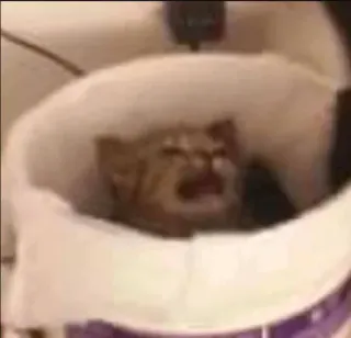 😩 45c61b0d แมว, ร้องไห้, เศร้า, สัตว์ตระกูลแมว, สัตว์ whatsapp sticker