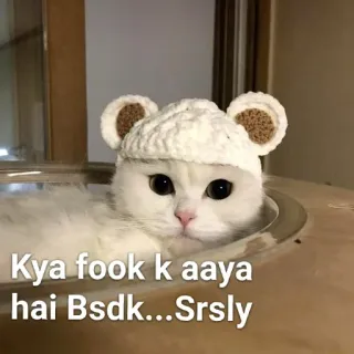 😟 48072c26 Kya fook k aaya hai Bsdk...Srsly แมว, ลูกแมว, สัตว์, ขำขัน, หยาบคาย, มีม whatsapp sticker