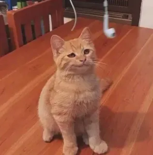 😏 54036178 แมว, แมวสีส้ม, สัตว์เลี้ยง, ลูกแมว whatsapp sticker