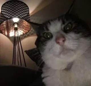 Sreek's cat pack Vol.3 telegram stickers