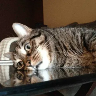 ☹ 61d77b8e แมว, สัตว์, แมวบ้าน, สัตว์เลี้ยง, สัตว์ตระกูลแมว, ลายเสือ whatsapp sticker