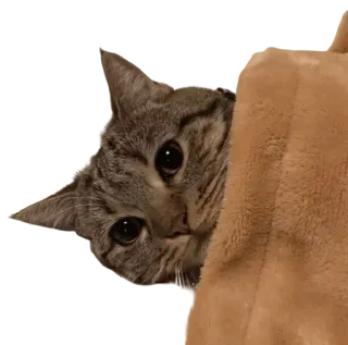 🤔 63733ee7 แมว, สัตว์, สัตว์เลี้ยง, น่ารัก, ลูกแมว, ลายสลิด whatsapp sticker