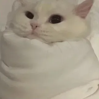🌝 6578e726 แมว, สัตว์, ขาว, สัตว์เลี้ยง, น่ารัก, มีม whatsapp sticker