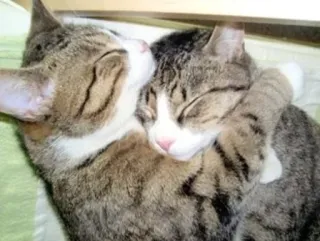 ❤️ 72226b86 แมว, กอด, สัตว์, สัตว์เลี้ยง, แสดงความรัก, กอด whatsapp sticker