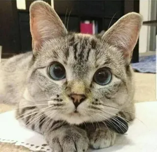 👀 7237eff4 แมว, สัตว์, สัตว์เลี้ยง, สัตว์ตระกูลแมว, แมวบ้าน, สัตว์เลี้ยงลูกด้วยนม whatsapp sticker